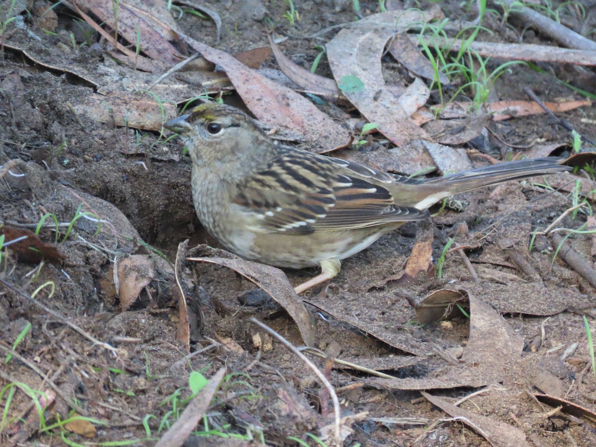 Golden-crowned Sparrow - ML646615532