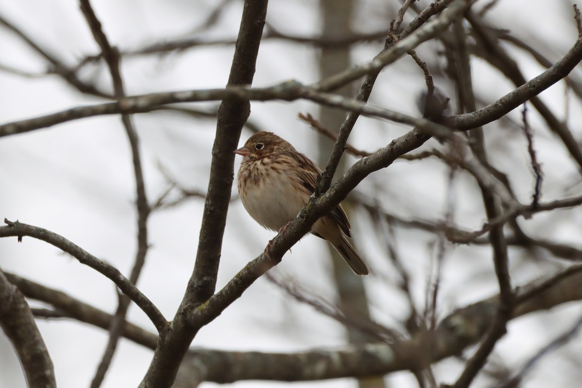 Vesper Sparrow - ML646615533