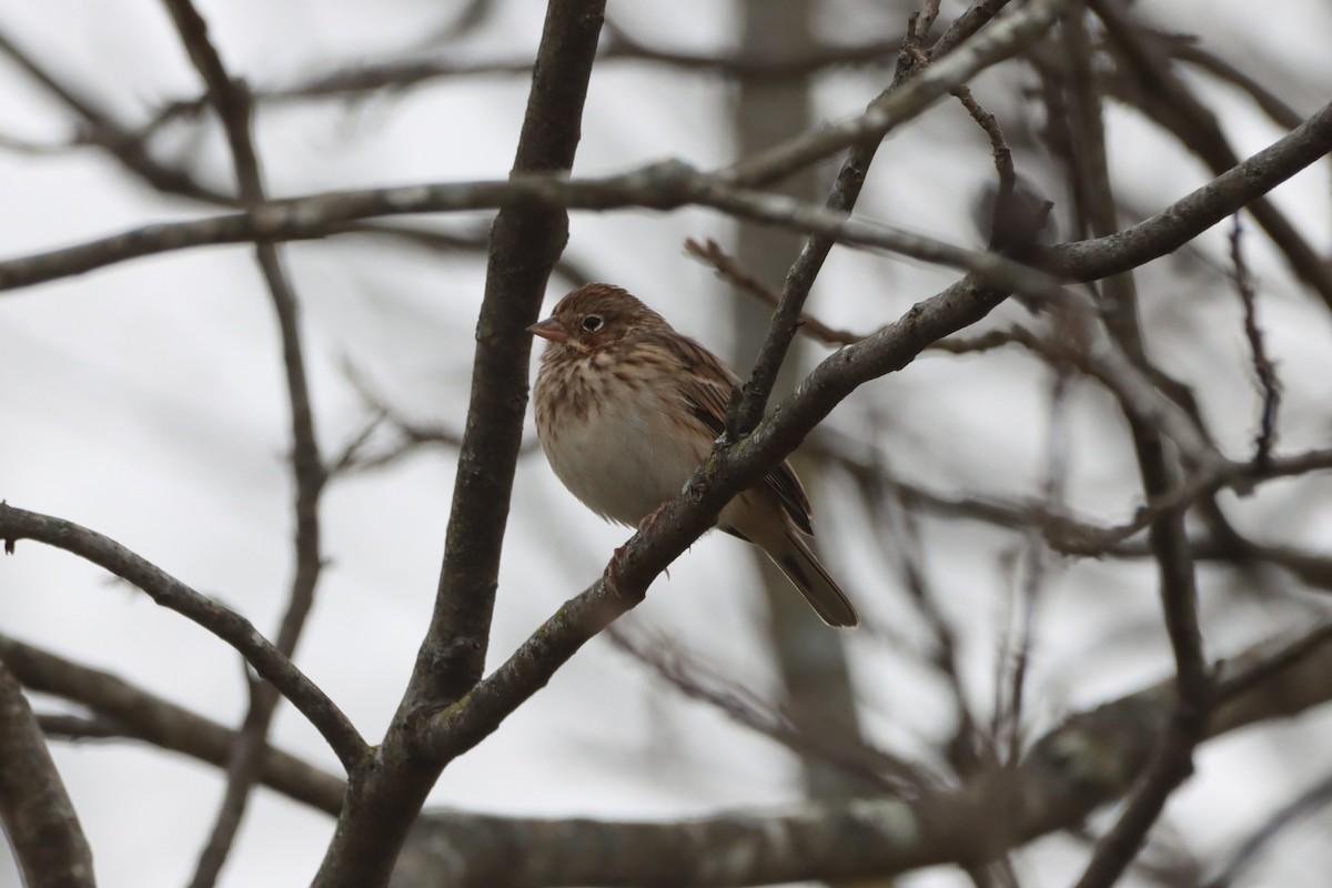 Vesper Sparrow - ML646615534
