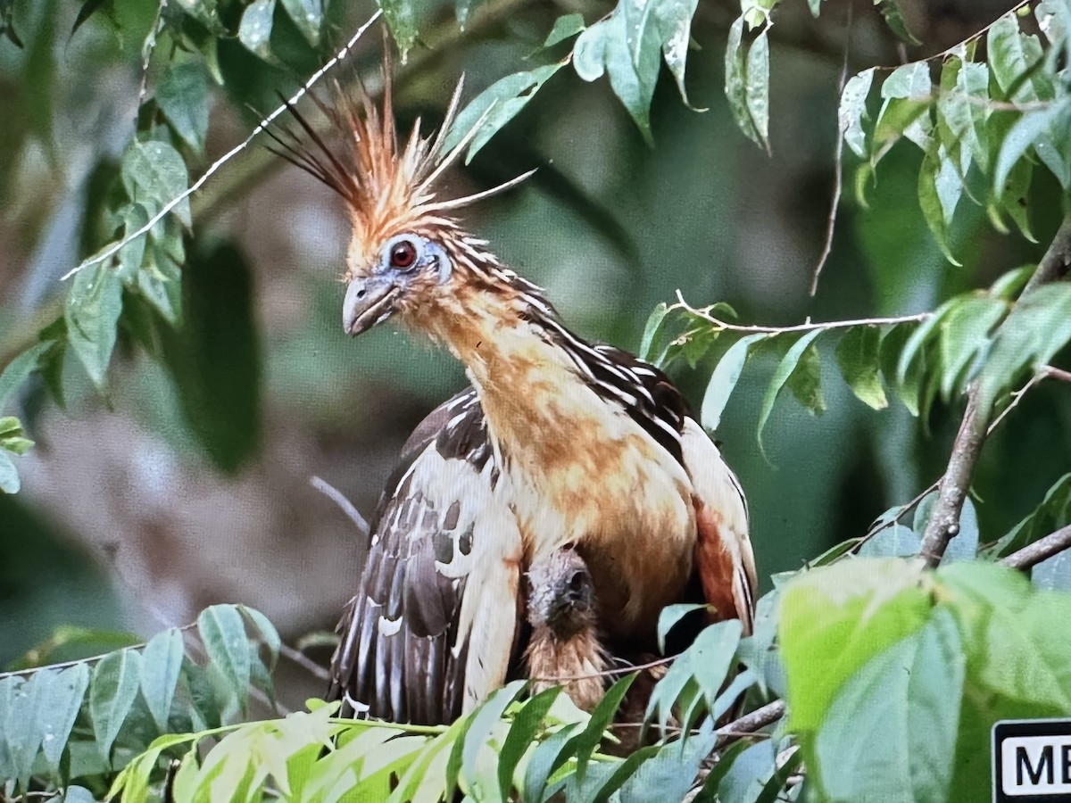 Hoatzin - ML646615537