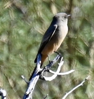 Say's Phoebe - ML646615538