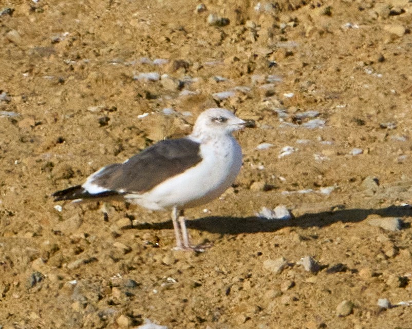 Мартин чорнокрилий - ML646615539