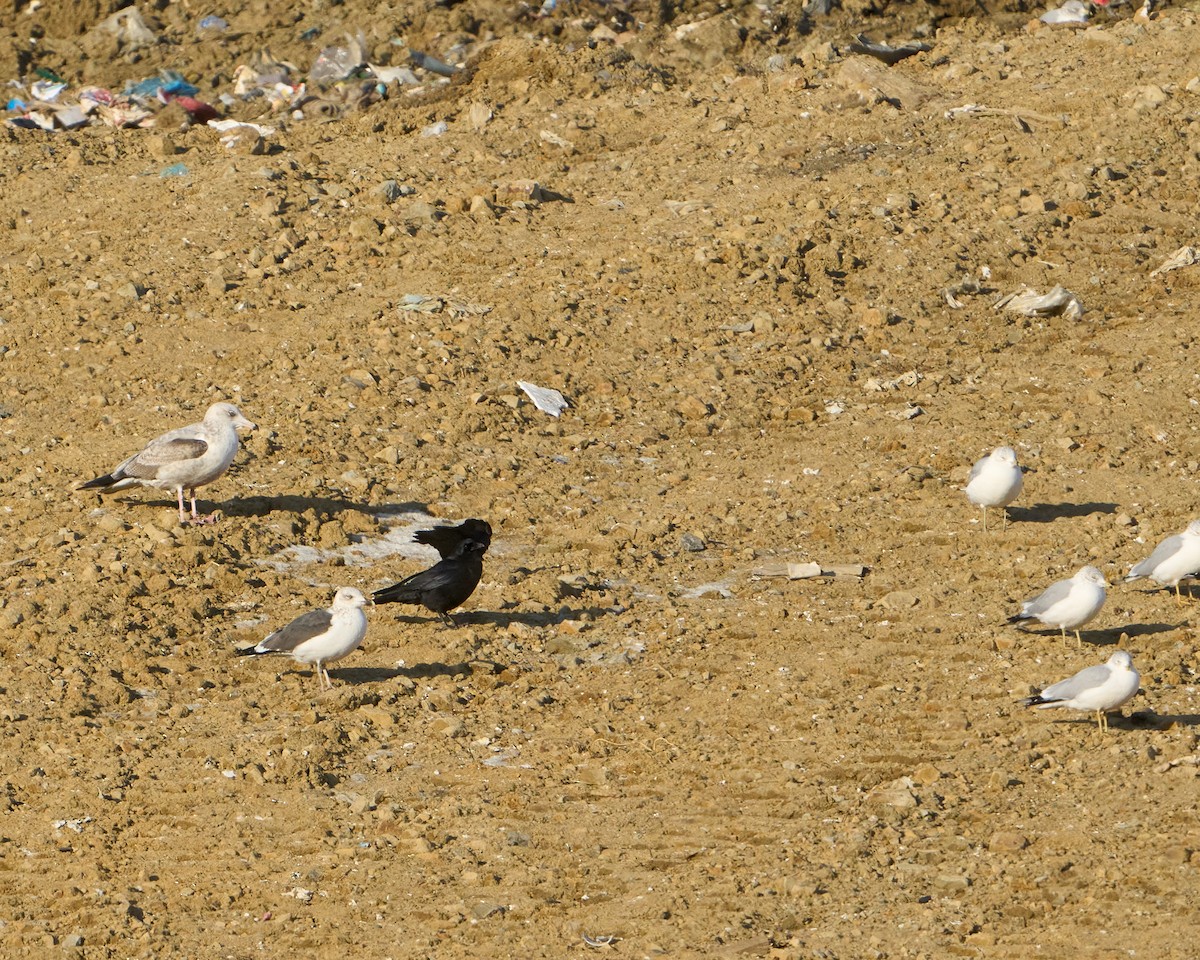 Мартин чорнокрилий - ML646615542