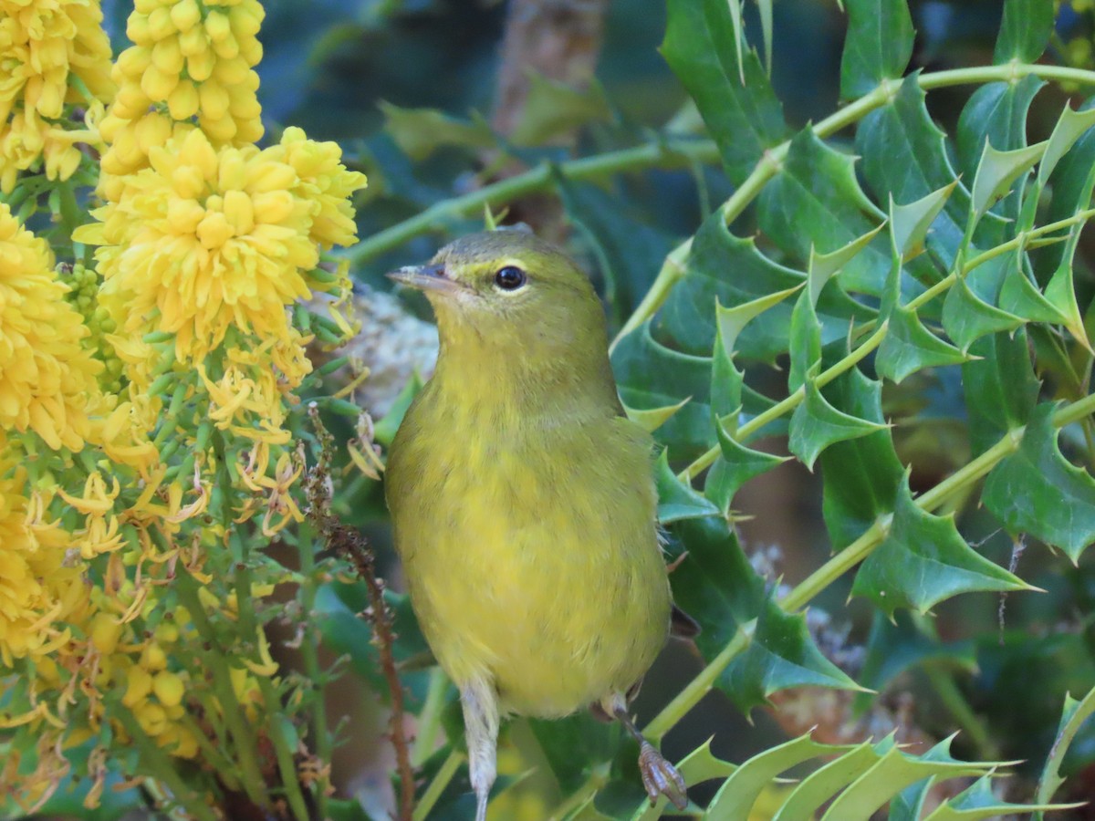 lesňáček hvězdičkový - ML646615543
