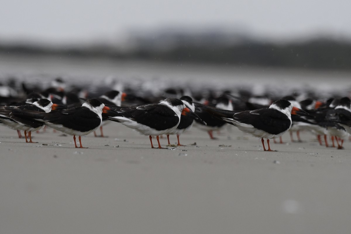 Black Skimmer - ML646615544
