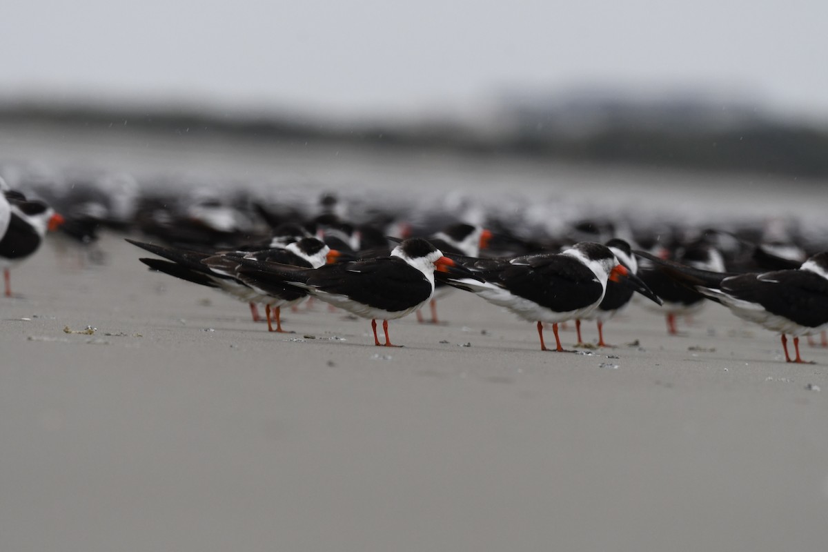 Black Skimmer - ML646615545