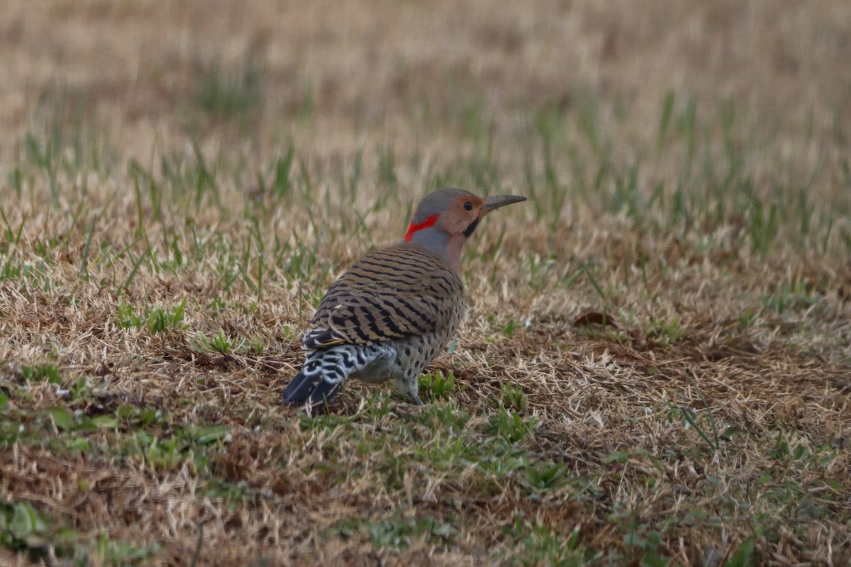 נקר צפון-אמריקני - ML646615546