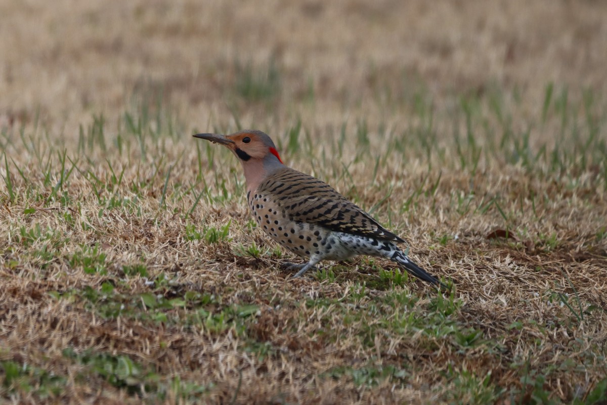 נקר צפון-אמריקני - ML646615547
