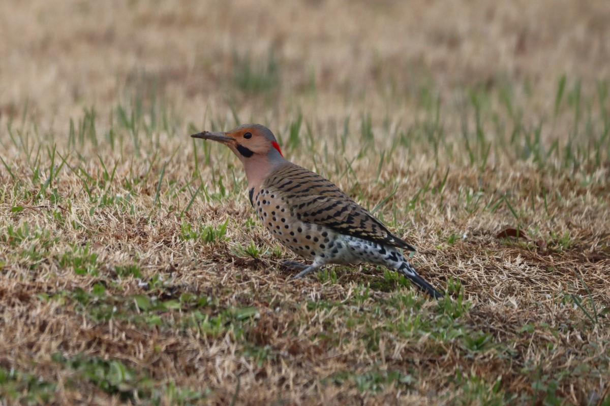 נקר צפון-אמריקני - ML646615548