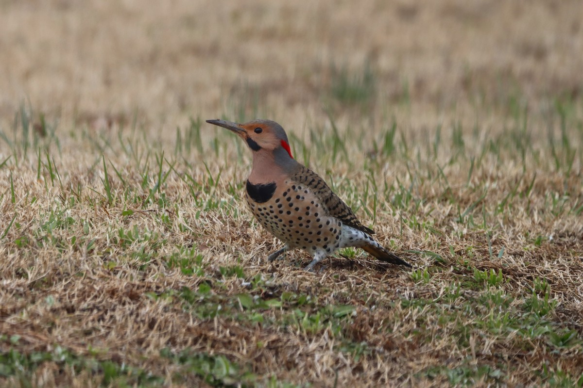 נקר צפון-אמריקני - ML646615549