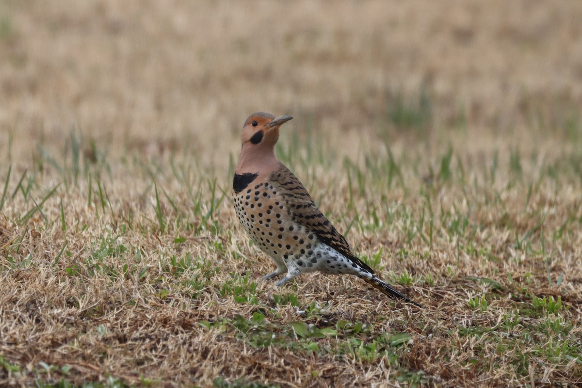 נקר צפון-אמריקני - ML646615550