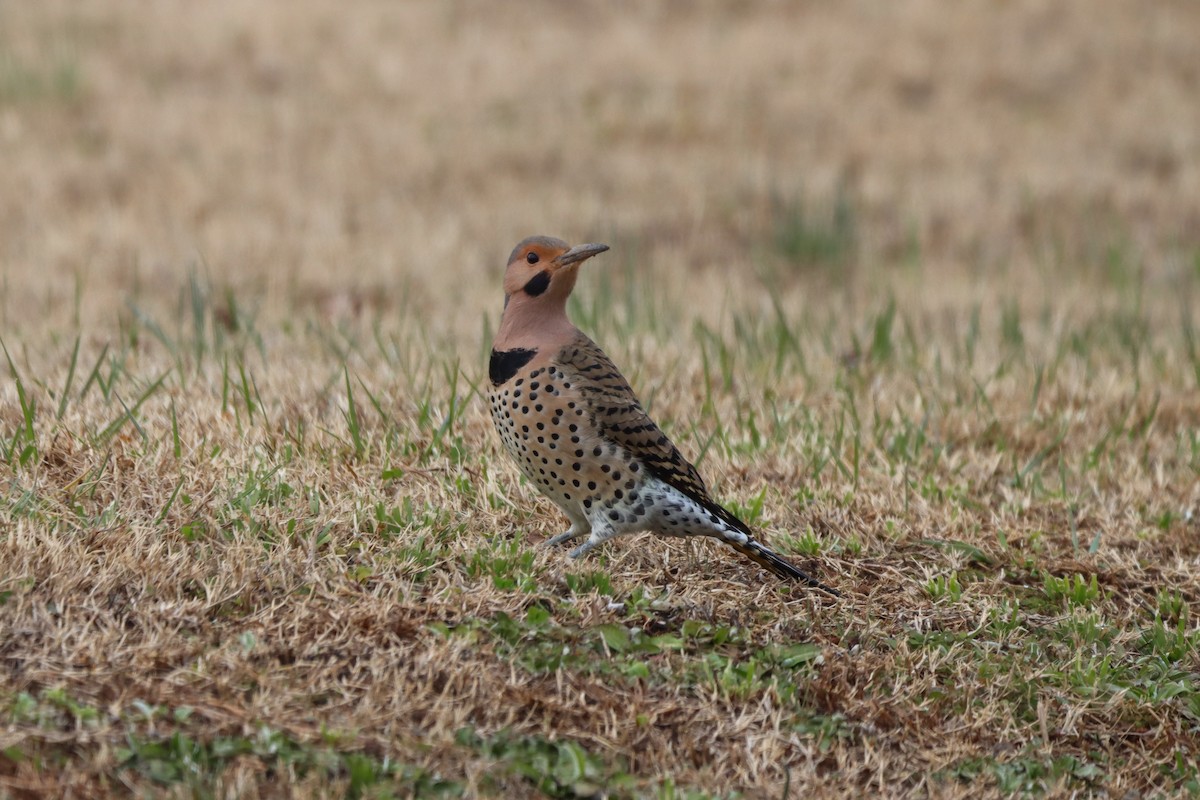 נקר צפון-אמריקני - ML646615551