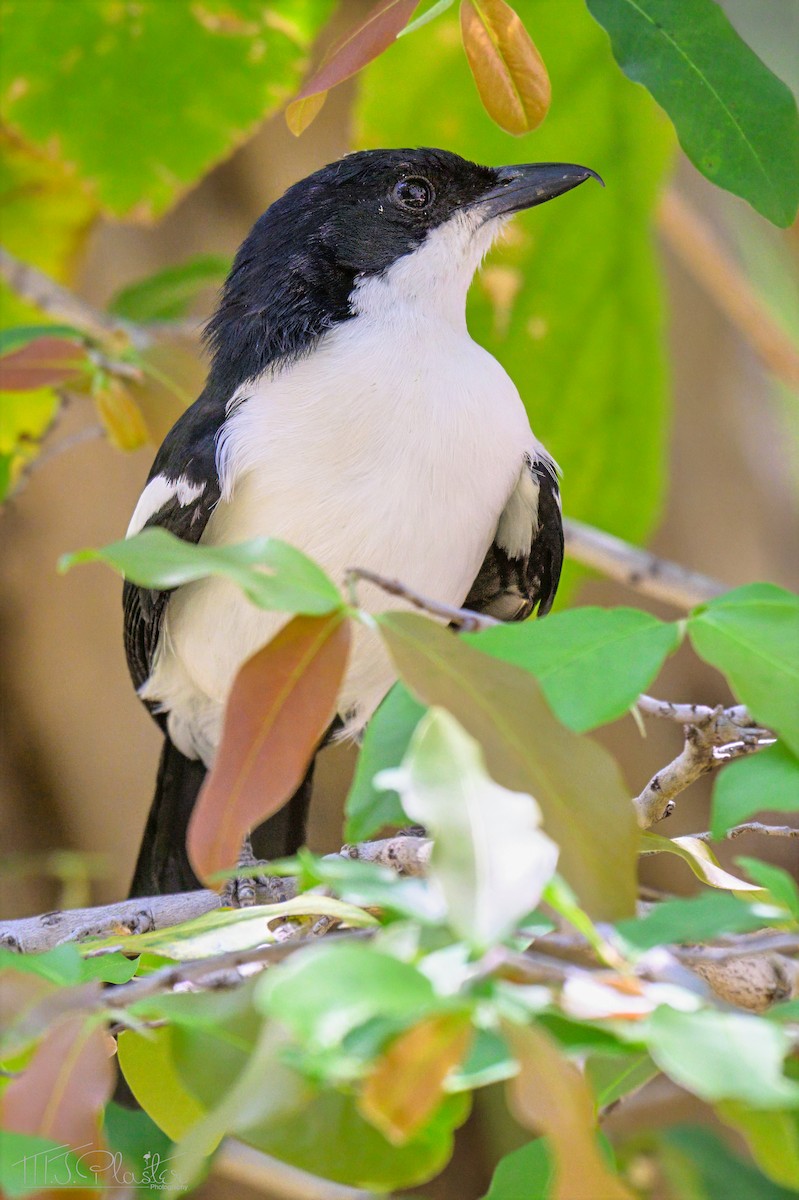 Gabon Boubou (Okavango) - ML646615552