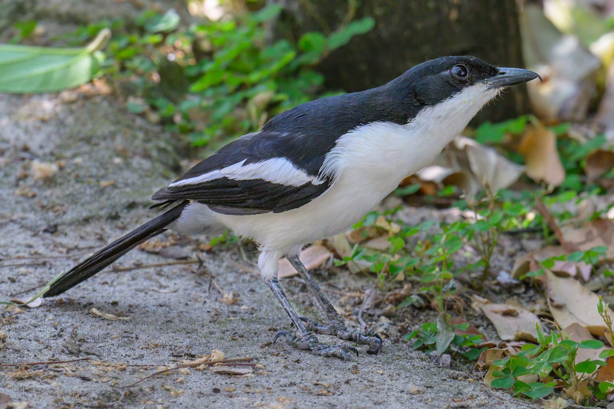 Gabon Boubou (Okavango) - ML646615553