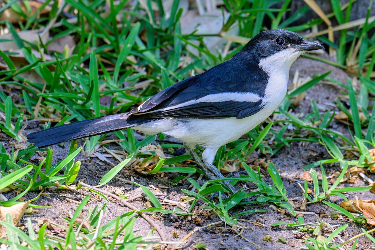 Gabon Boubou (Okavango) - ML646615554