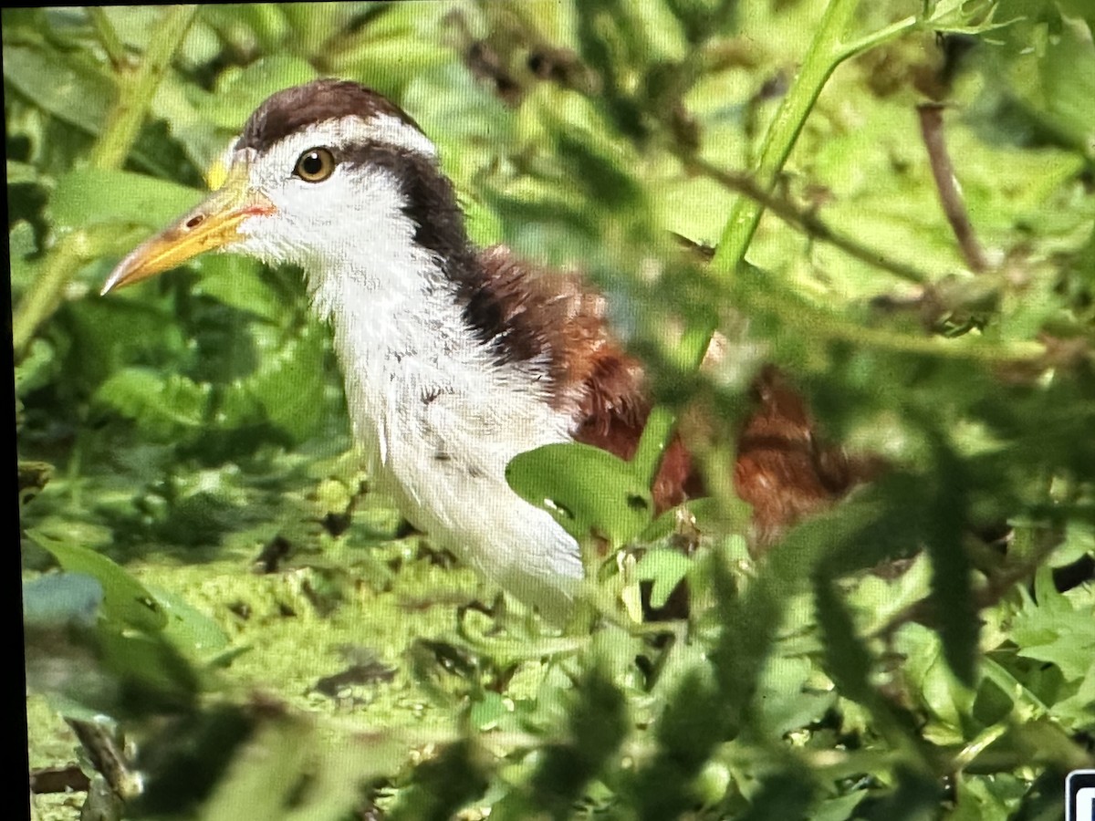 Wattled Jacana - ML646615556