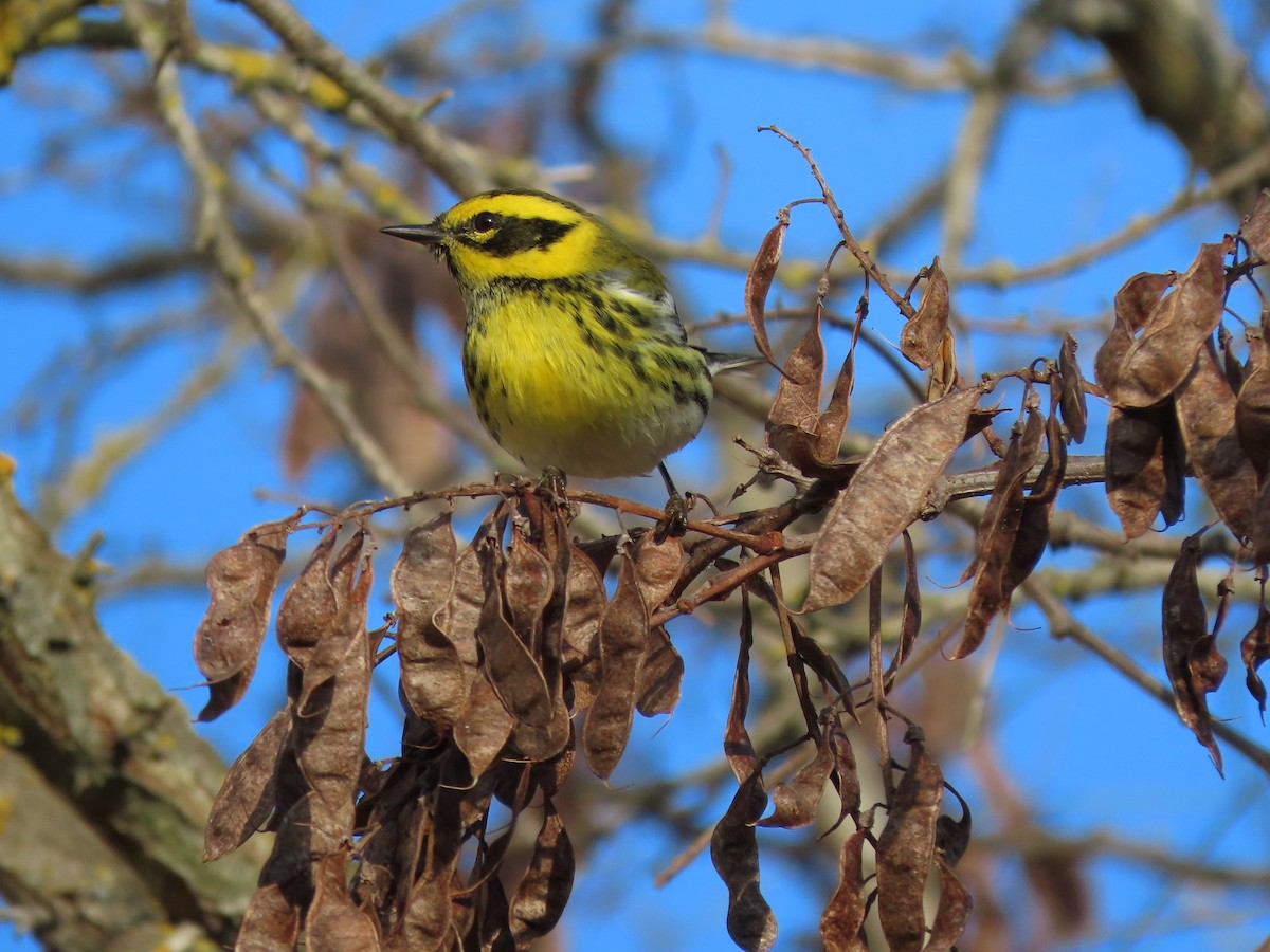 Townsend's Warbler - ML646615557