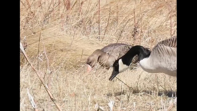 Antzara muturzuria (mendebaldekoa) - ML646615559