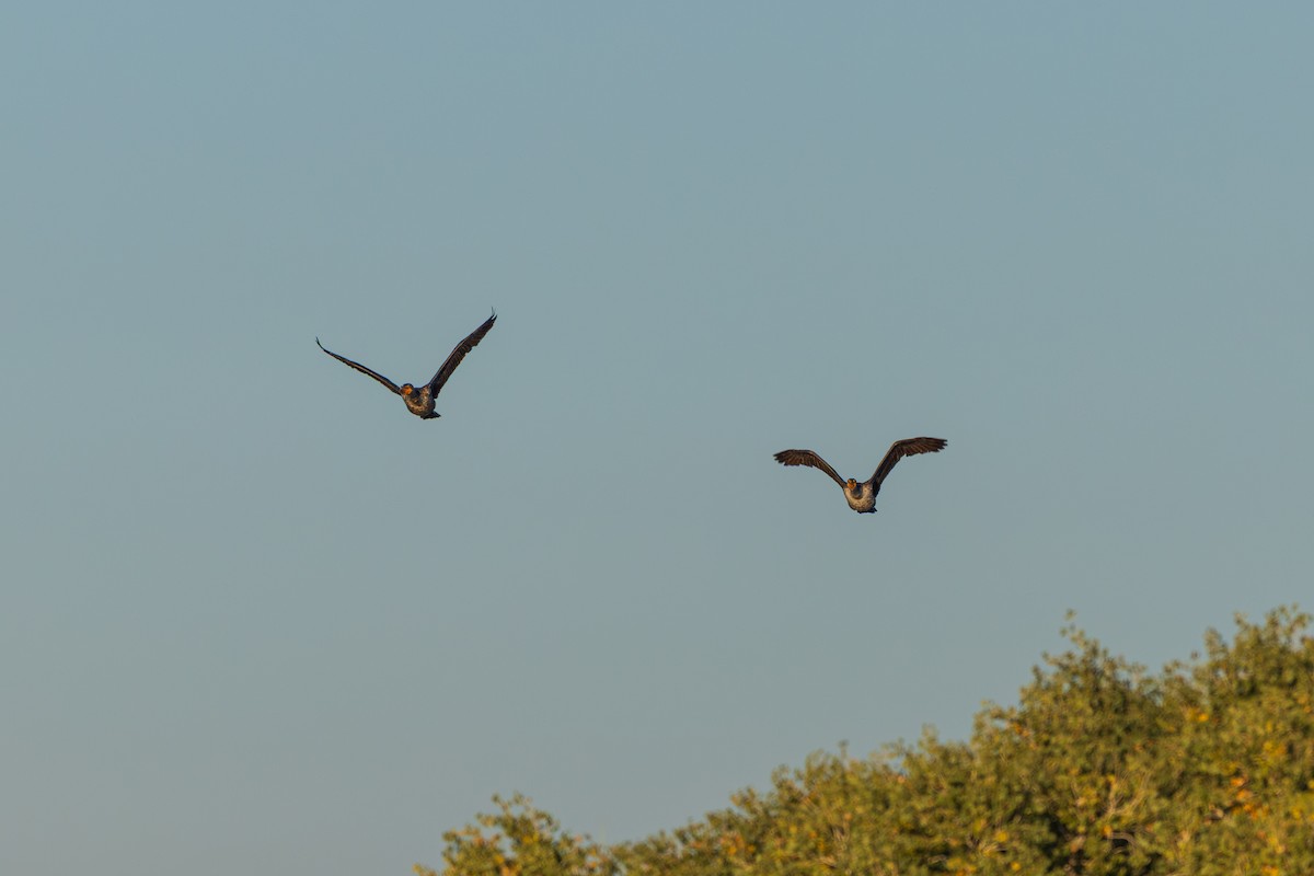 Neotropic Cormorant - ML646615560