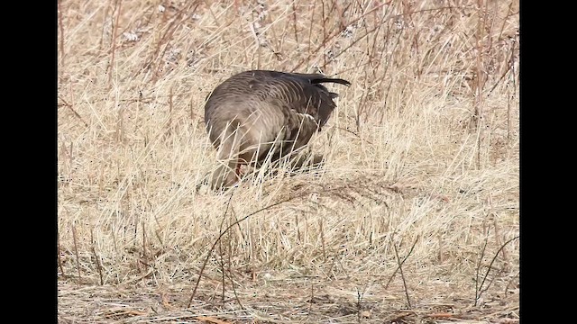 Antzara muturzuria (mendebaldekoa) - ML646615561