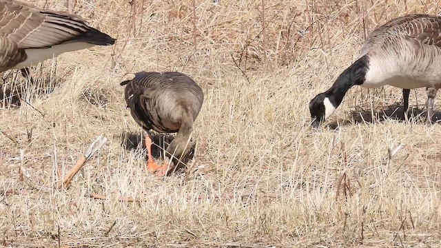 Antzara muturzuria (mendebaldekoa) - ML646615562