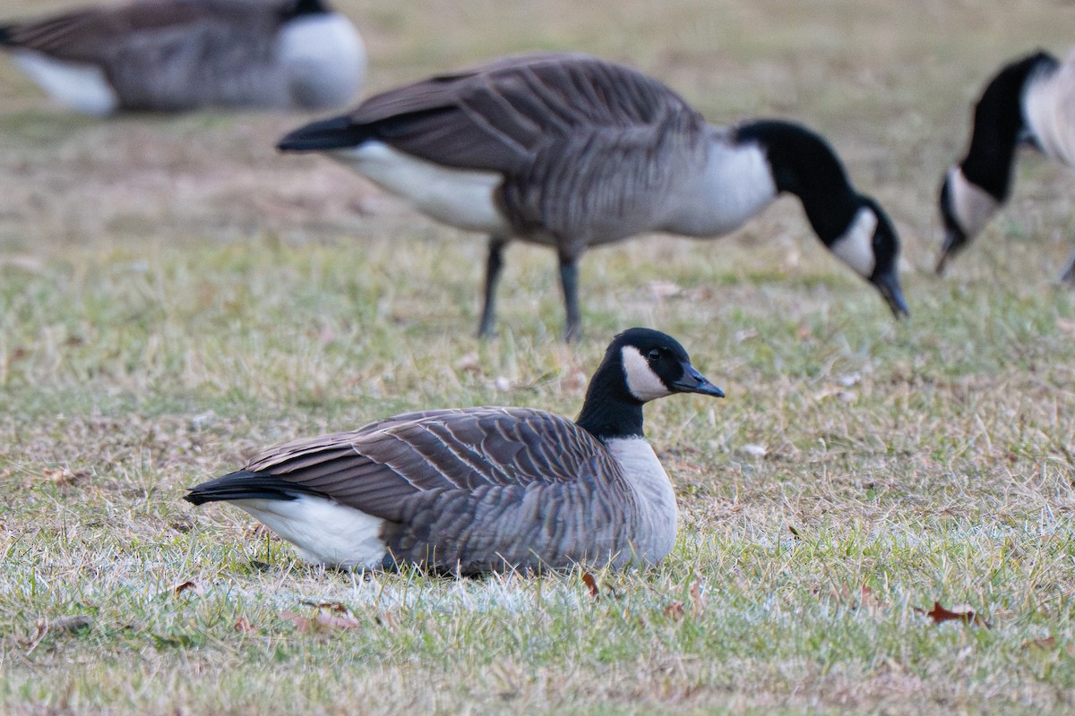 ברנטה קנדית/גוצית - ML646615564