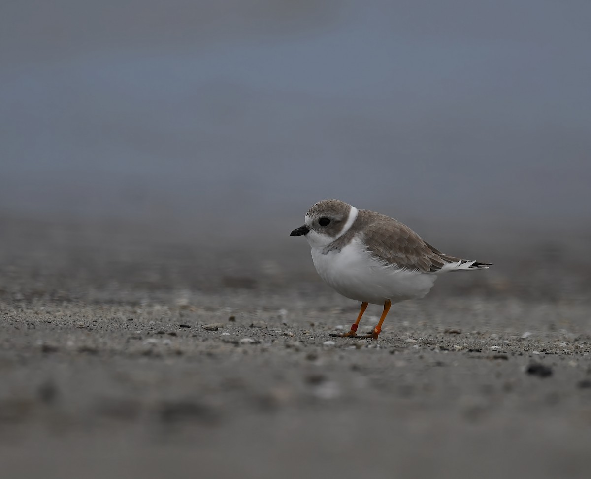 Piping Plover - ML646615565
