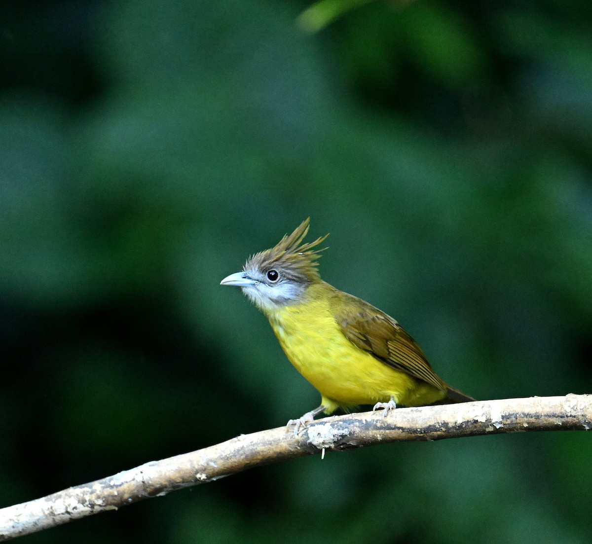 White-throated Bulbul - ML646615566