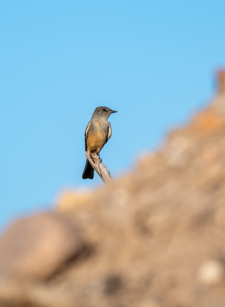 Say's Phoebe - ML646615567
