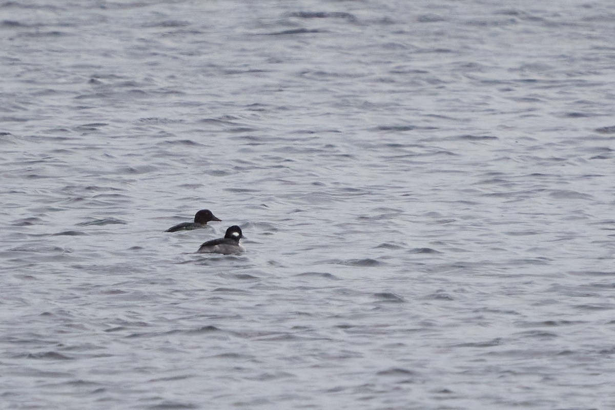 עבראש לבנוני - ML646615569