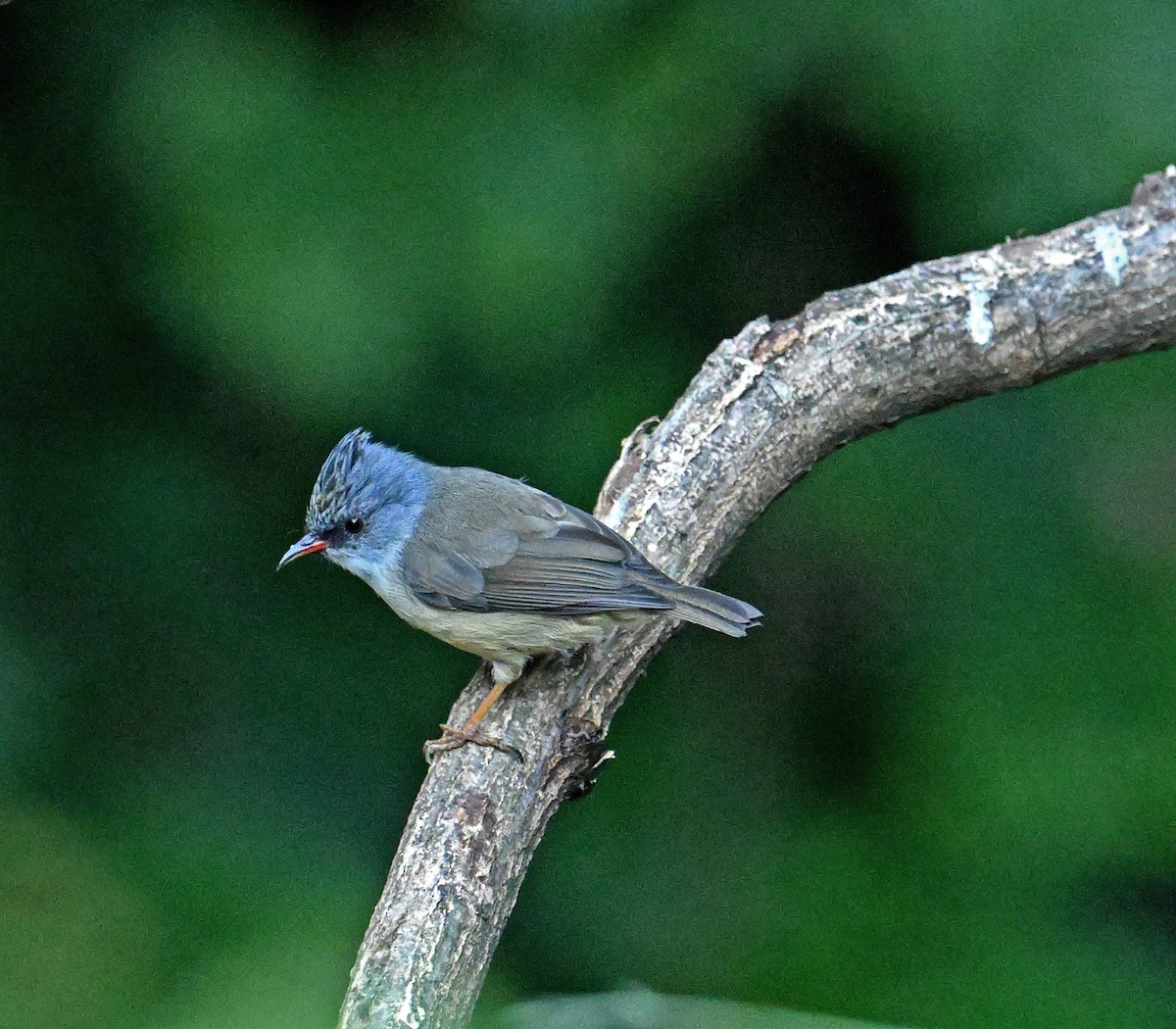 Black-chinned Yuhina - ML646615571