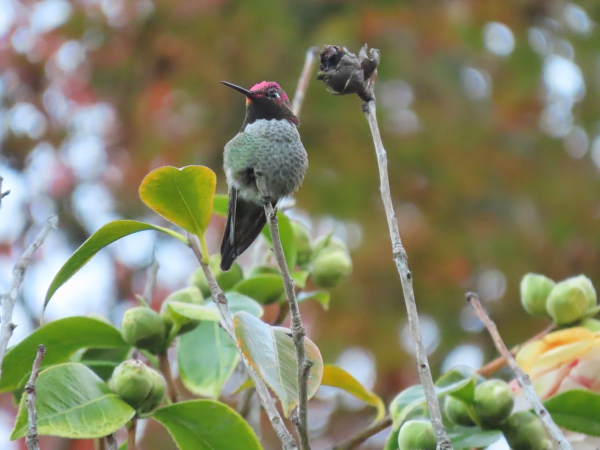 kalypta růžovohlavá - ML646615572