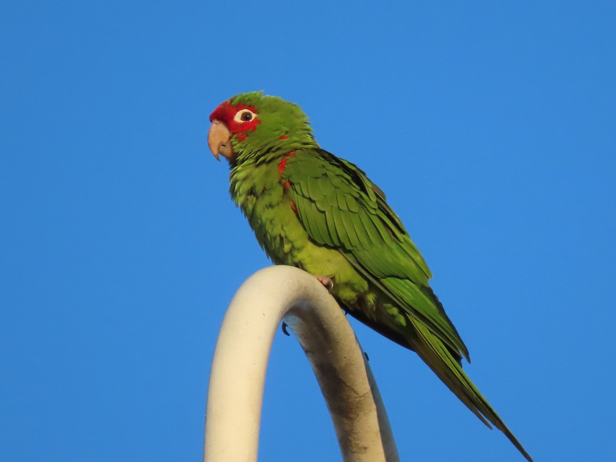 aratinga červenolící - ML646615576