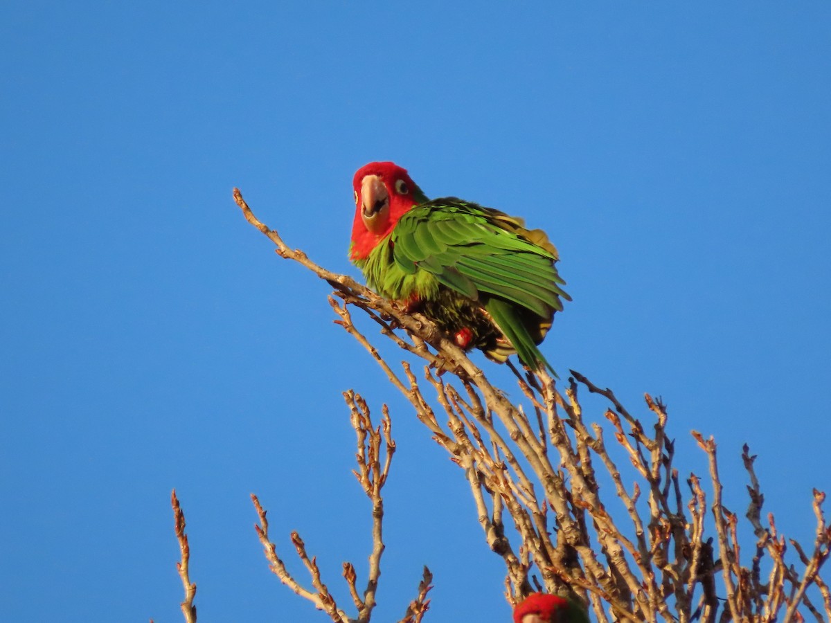 aratinga červenolící - ML646615577