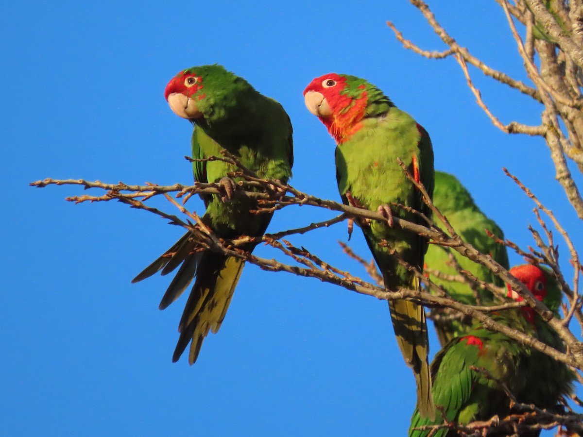 aratinga červenolící - ML646615578