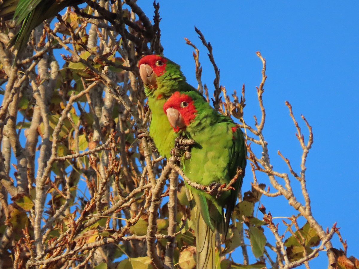aratinga červenolící - ML646615579