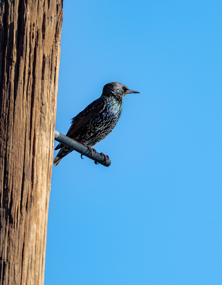 歐洲椋鳥 - ML646615580