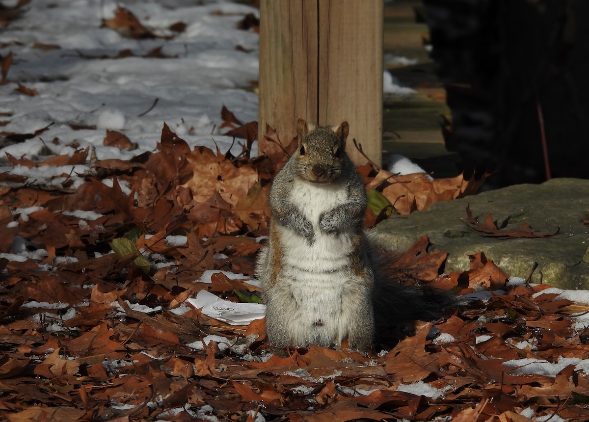 Eastern Gray Squirrel - ML646615581
