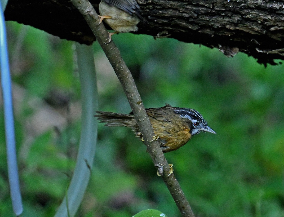 Gray-throated Babbler - ML646615582