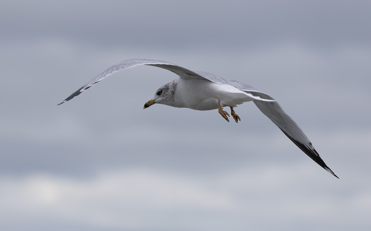 Ring-billed Gull - ML646615583