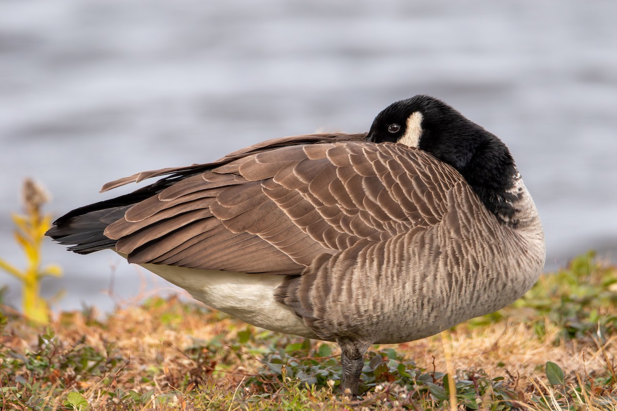 Канад галуу - ML646615585