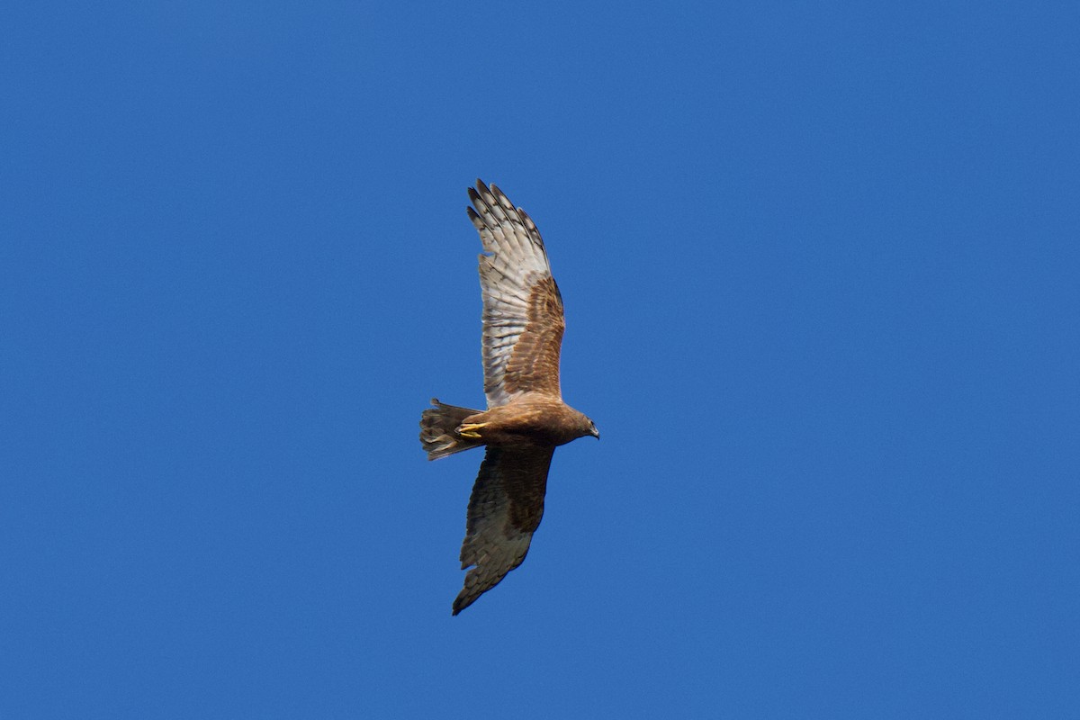 australsivhauk - ML646615588