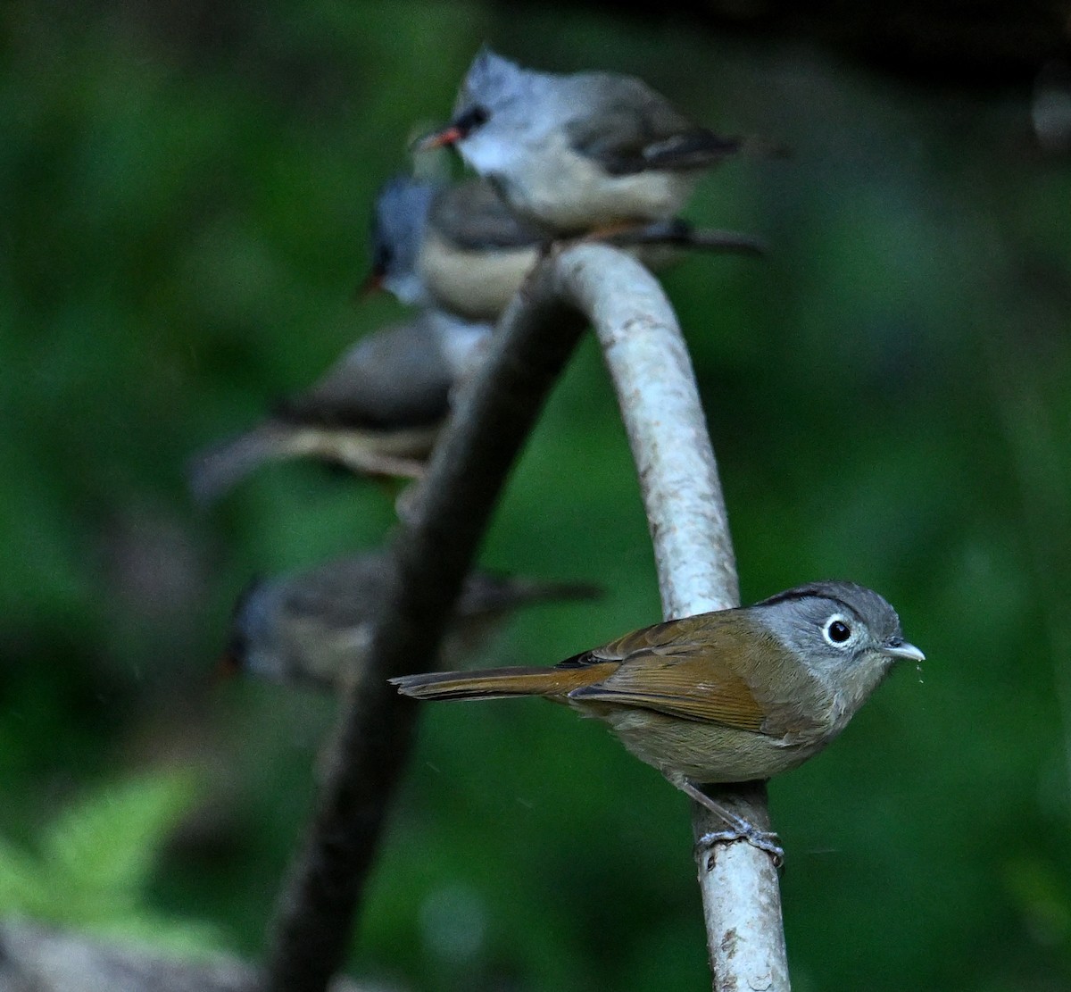 Nepal Fulvetta - ML646615589