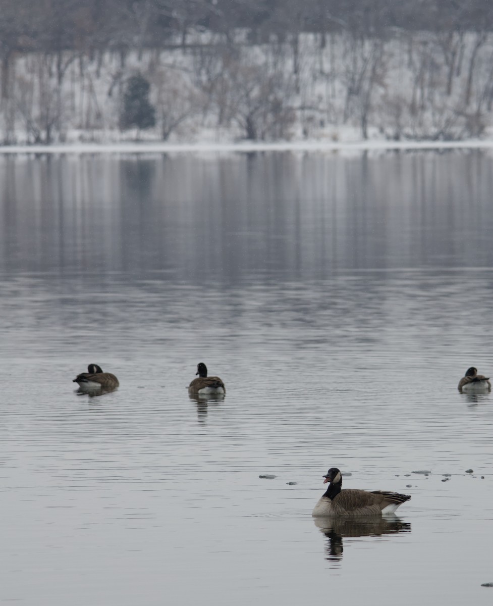 Canada Goose - ML646615591