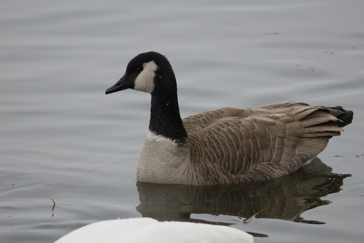 Canada Goose - ML646615593