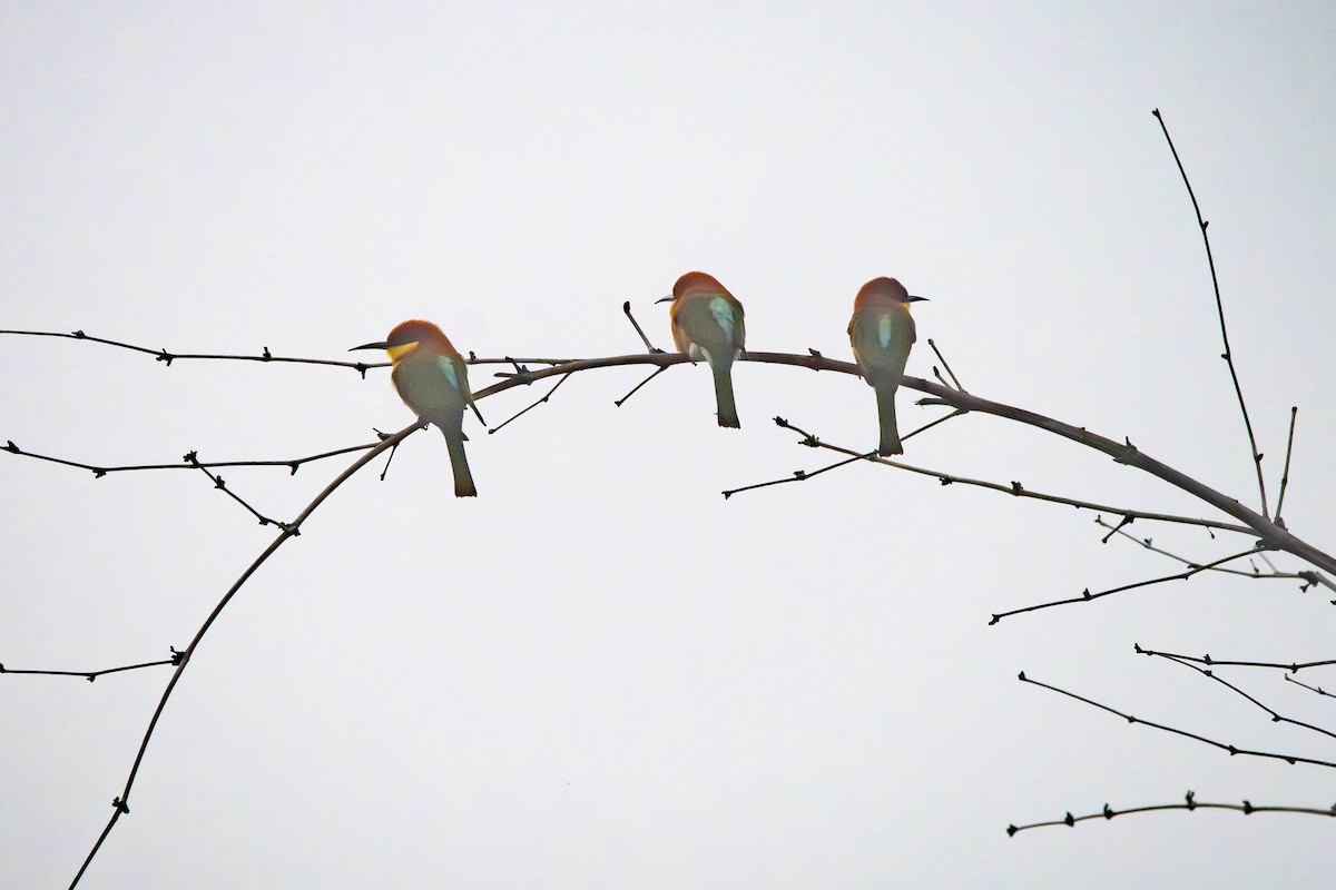 vlha hnědohlavá - ML646615594