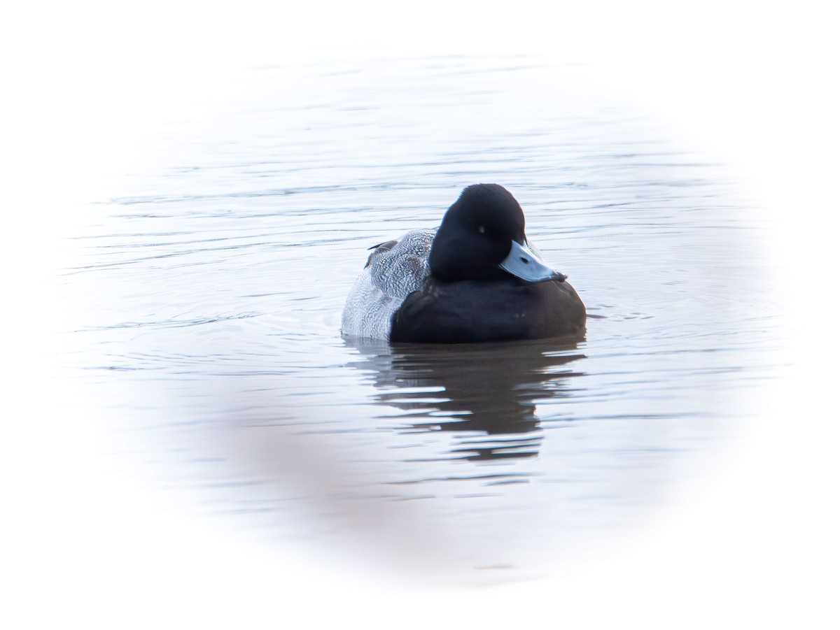 Greater/Lesser Scaup - ML646615595