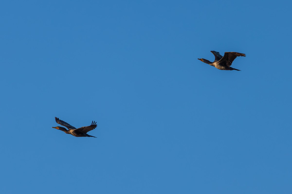 Neotropic Cormorant - ML646615597