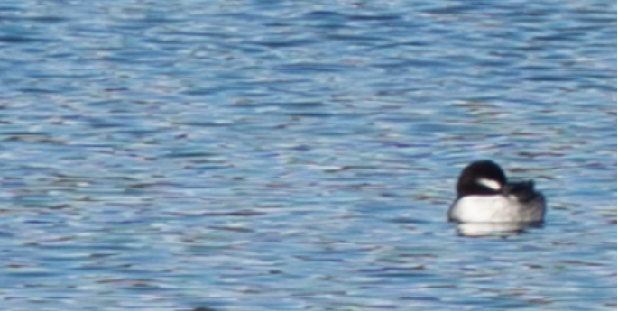 Bufflehead - ML646615600