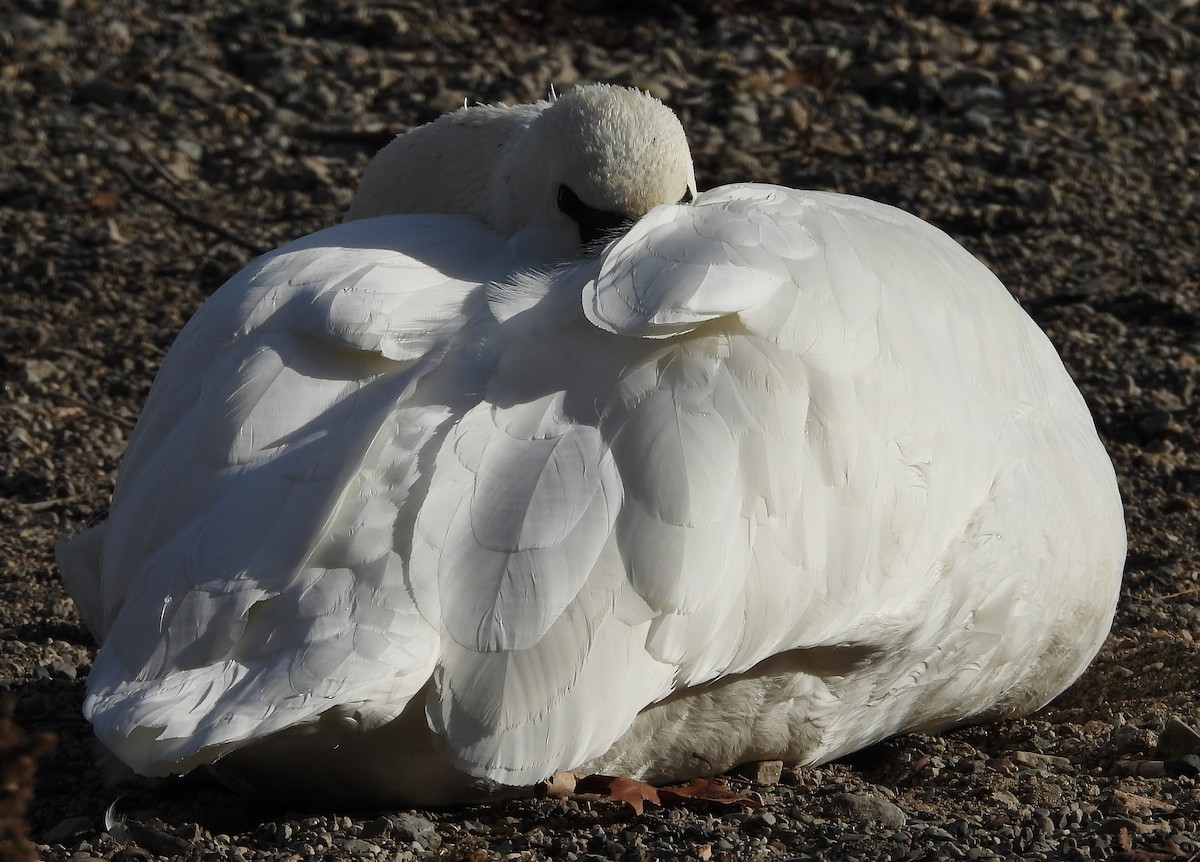 Trumpeter Swan - ML646615602